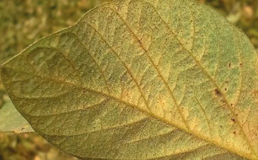 Симптоми пошкодження сої