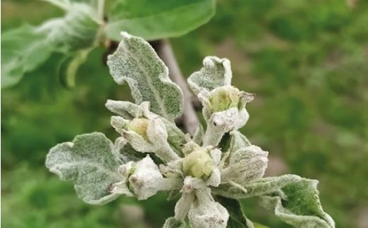 Симптоми ураження яблуні