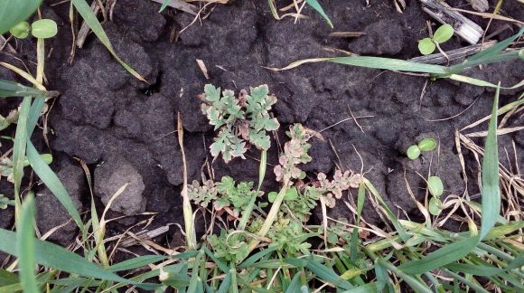 Грицики звичайні