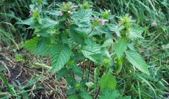 Жабрій звичайний