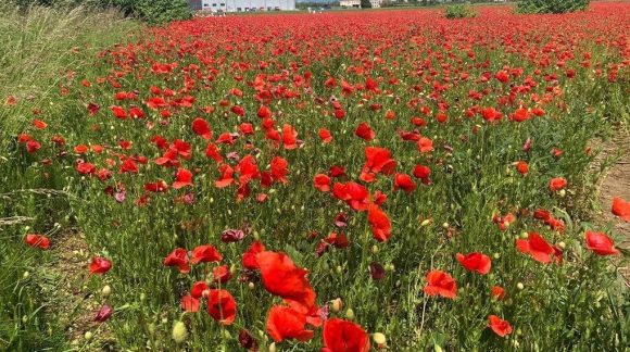 Мак самосійка