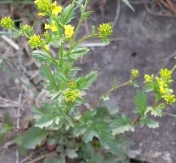 Суріпиця звичайна