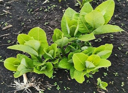 Бавовник сирійський