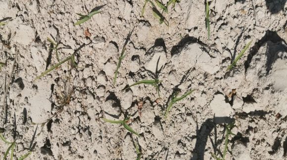 щетинник сизый