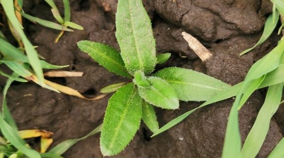 Осот розовый