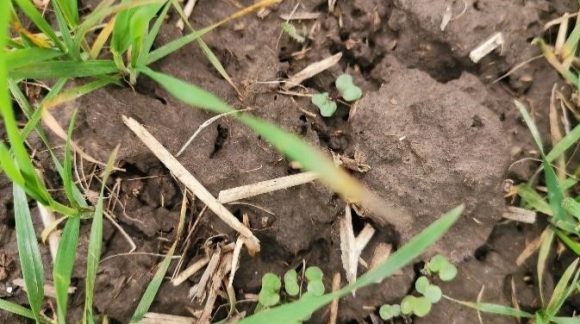 Падалиця ріпаку