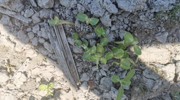 Падалиця соняшнику