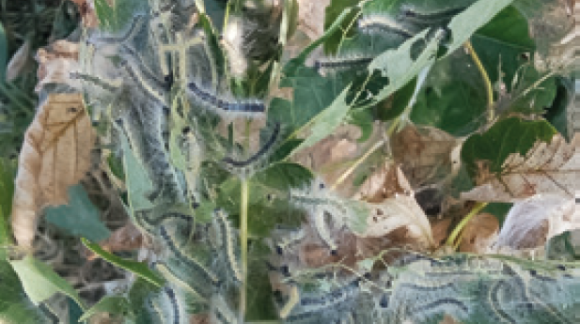 Американський білий метелик