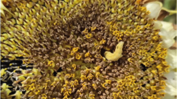 Бавовникова совка