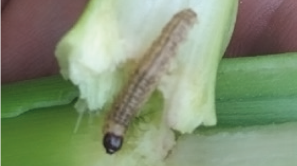 Кукурудзяний стебловий метелик