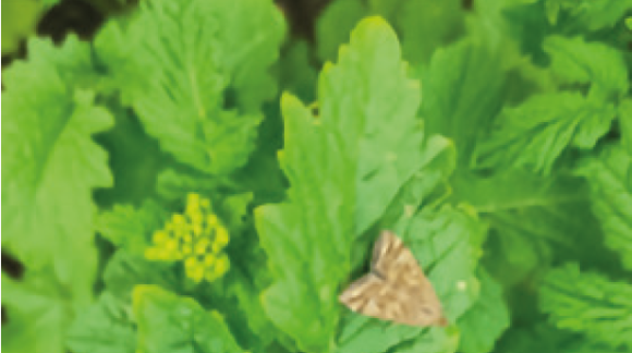 Лучний метелик