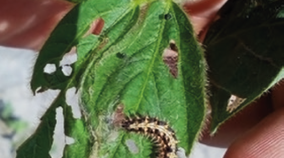 Чортополохівка