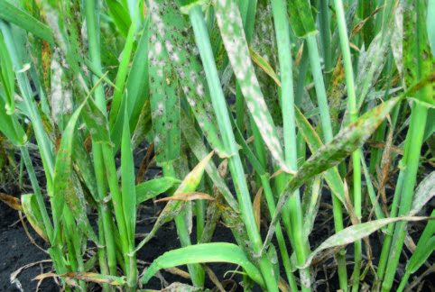 Борошниста роса