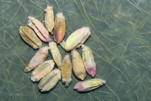 Фузаріоз зерна