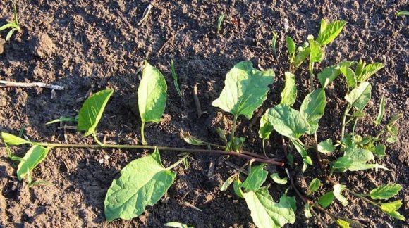 Берізка польова