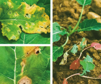 Відмерлі рослини ріпаку восени