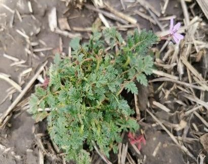 Грабельки звичайні