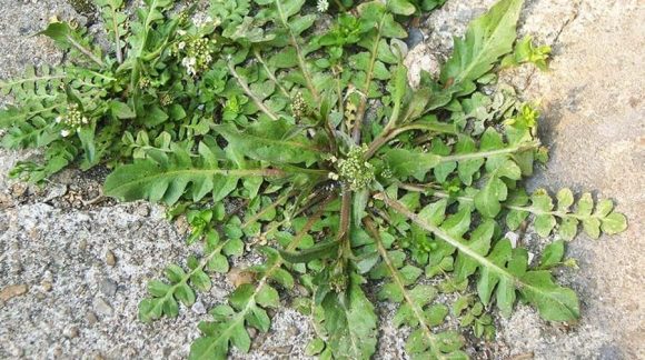 Грицики звичайні