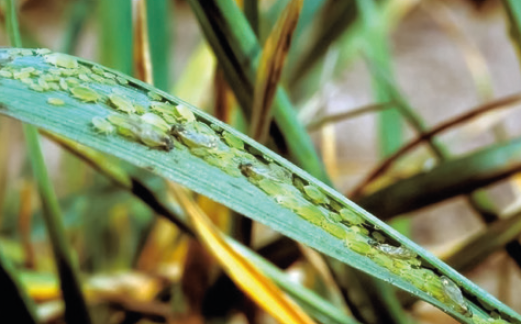 Злаковая тля