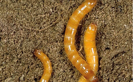 Личинка проволочника