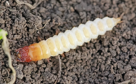 Личинка хлебной жужелицы