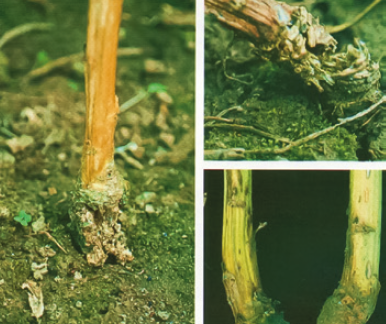 Надламування стебла в зоні прикорневої шийки