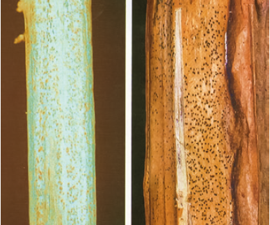 Побеление на стебле рапса