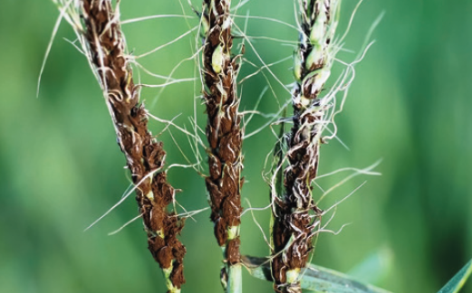 Пыльная головня