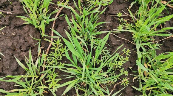 Подмаренник цепкий