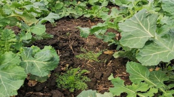 Роман полевой