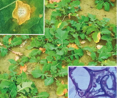 Фомоз осенью на начальной стадии поражения рапса