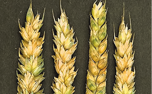 Фузариоз колоса