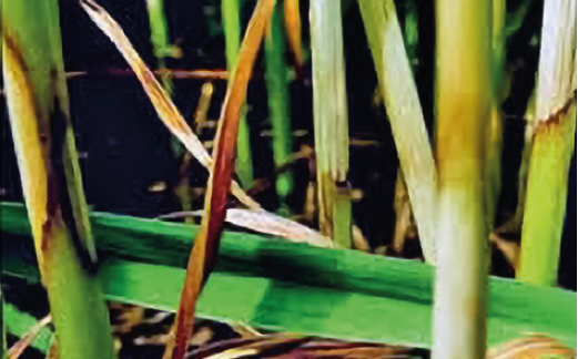 Церкоспореллез