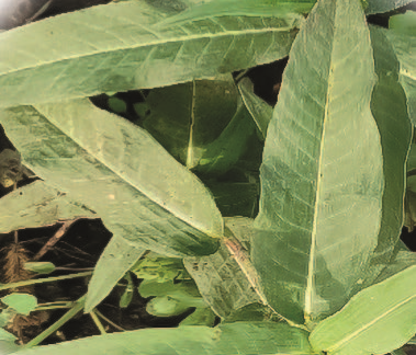 Гірчак почечуйний