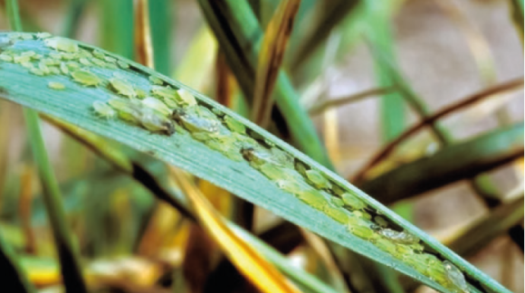 Злакова попелиця