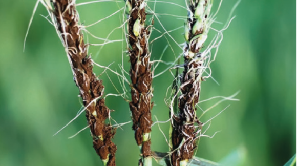 Летюча сажка