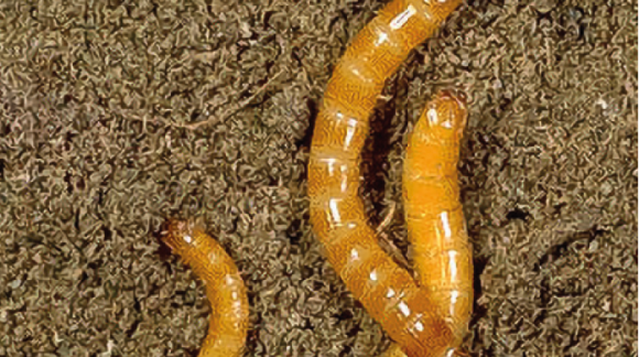 Личинка ковалика