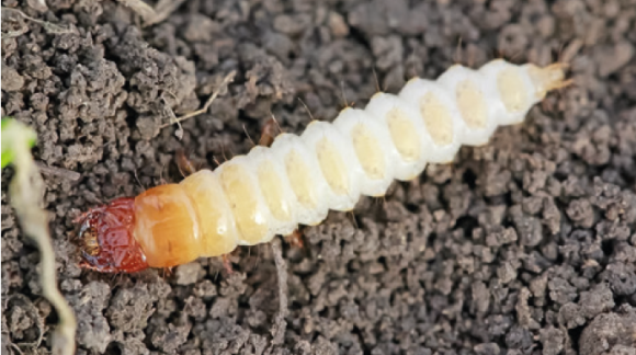 Личинка хлібного туруна