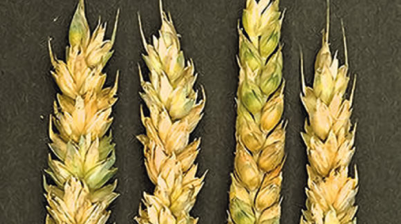 Фузаріоз колосу