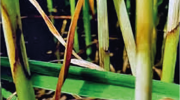 Церкоспорельоз