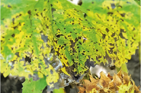 Альтернариоз подсолнечника