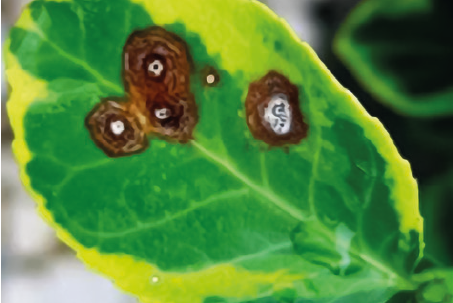 Антракноз сои