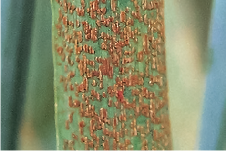 Бурая ржавчина пшеницы