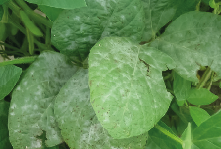 Мучнистая роса сои