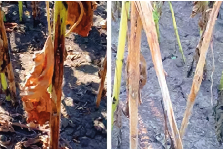 Фомопсис подсолнечника