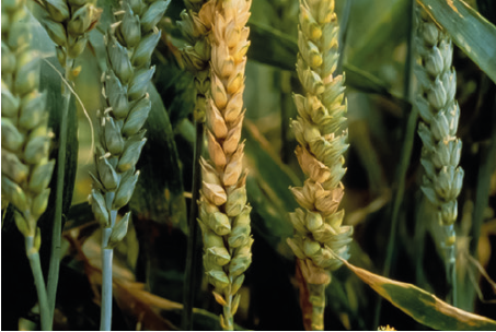 Фузариоз колоса