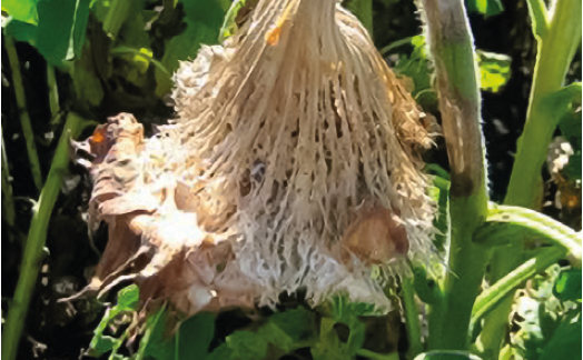 Склеротиніоз соняшника