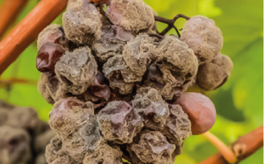 Сіра гниль винограду