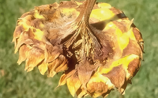 Сіра гниль соняшнику