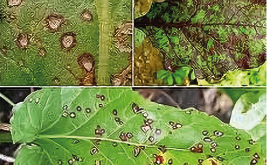 Церкоспороз буряків